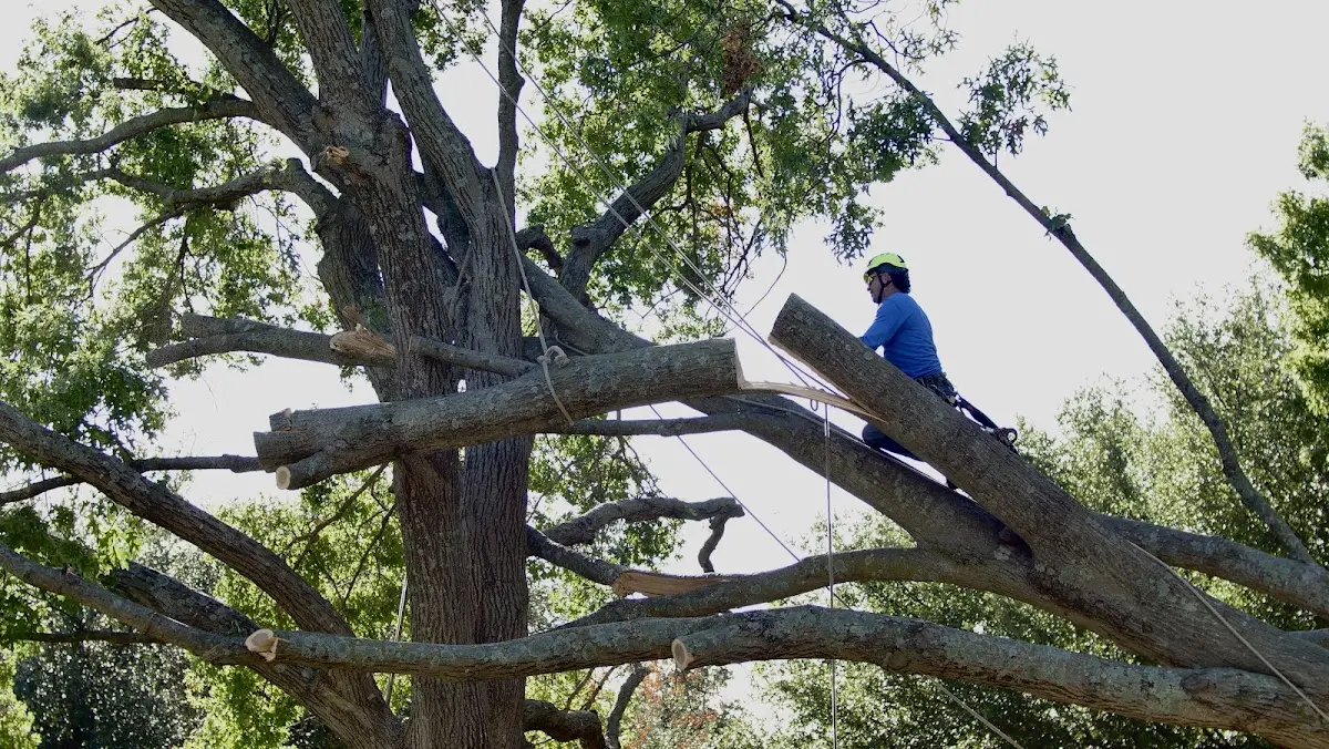 Professional Crown Thinning performed by certified arborists in Tiskilwa