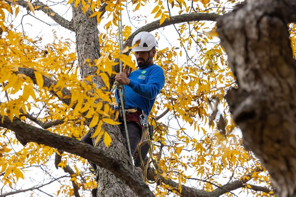 Skilled Tree Planting crew working in Tiskilwa